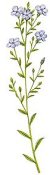 flax