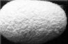 A silk cocoon
